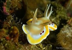 This was a fresh one for me... Taken off Halmahera Island... by Dr Bob Whorton 